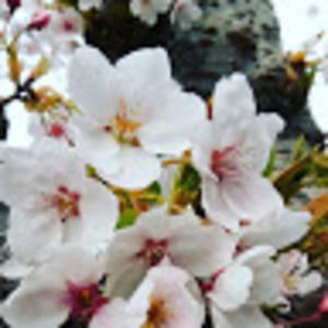 Meet your Posher, Clarissa